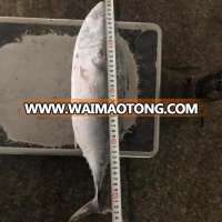 China supplier frozen 750g up bonito seafood for sale