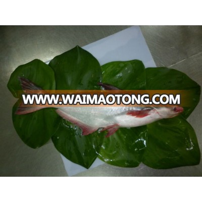 basa fish/frozen pangasius fish/Viet nam seafood