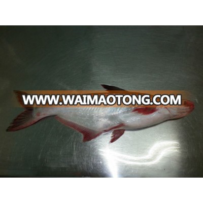 PANGASIUS FISH ( Tra -basa: whole round, steak, untrimmed fillet, welltrimmed fillet)